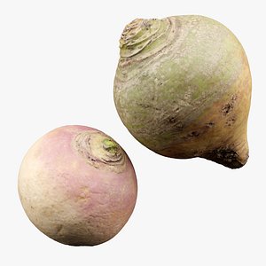 3D Turnip model