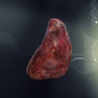 Spleen Anatomy