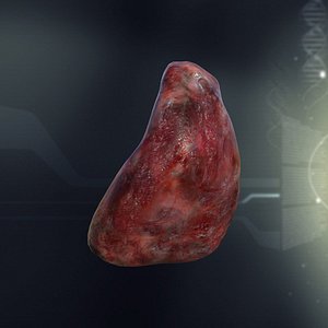 Spleen Anatomy