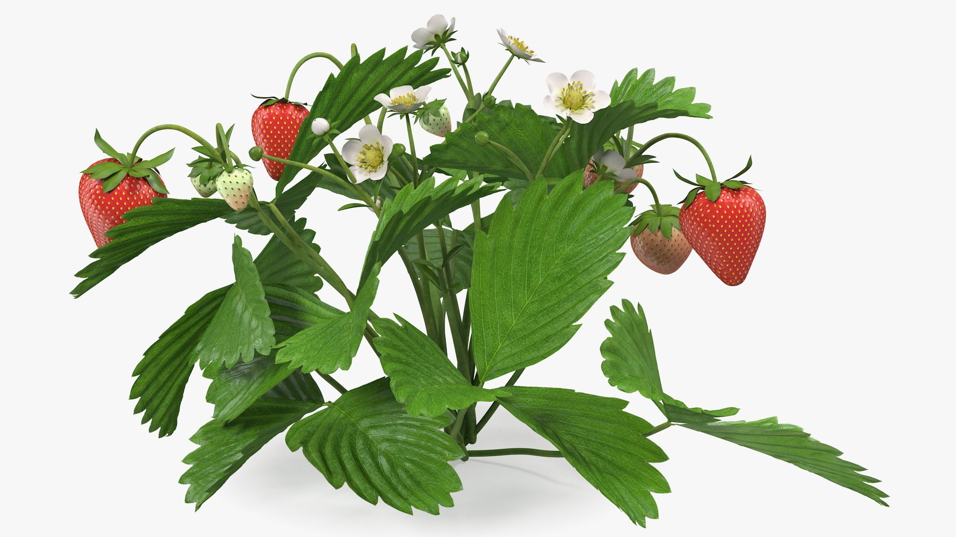 3D model Gardening Lady with Plants Collection 2 https://p.turbosquid.com/ts-thumb/jA/JBRc4O/8a/gardeningladywithplantscollection2c4dmodel034/jpg/1639684246/1920x1080/fit_q87/ebf05ceea469d87cc40cb5df8308c65cf5e8e1d7/gardeningladywithplantscollection2c4dmodel034.jpg
