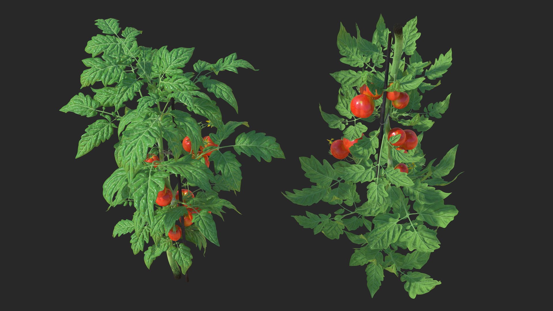 3D model Gardening Lady with Plants Collection 2 https://p.turbosquid.com/ts-thumb/jA/JBRc4O/wN/gardeningladywithplantscollection2c4dmodel043/jpg/1639684273/1920x1080/fit_q87/231a257f03c8c585f0a5b8f8ade5ee2b0c498258/gardeningladywithplantscollection2c4dmodel043.jpg