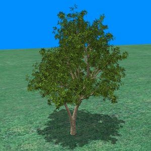 med_bush36
