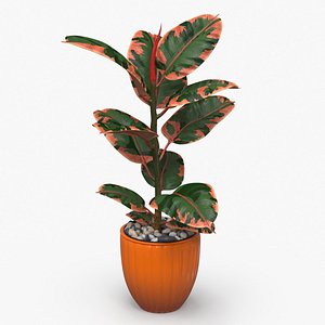 3D Ficus with Pebbles in Floor Planter
