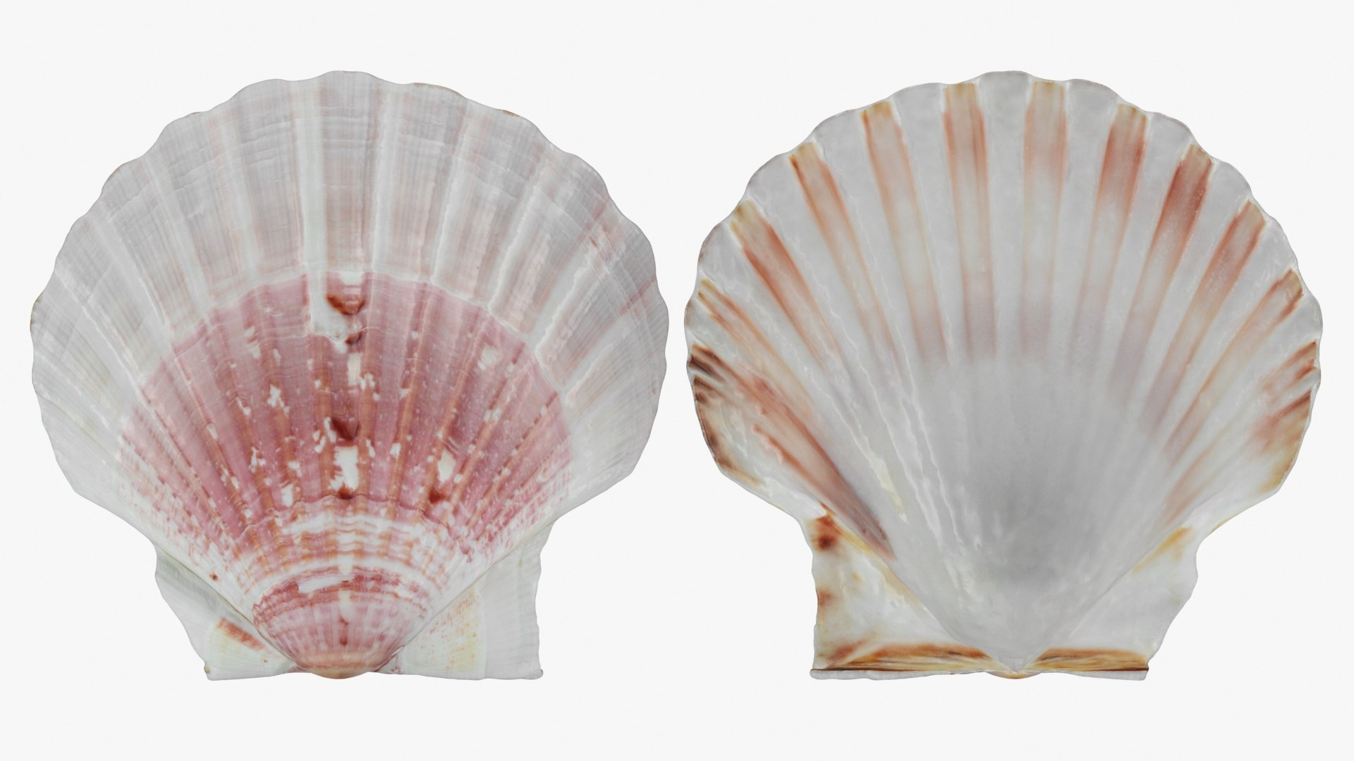 3D Clam Shell 01 Pose 2 - TurboSquid 2227629