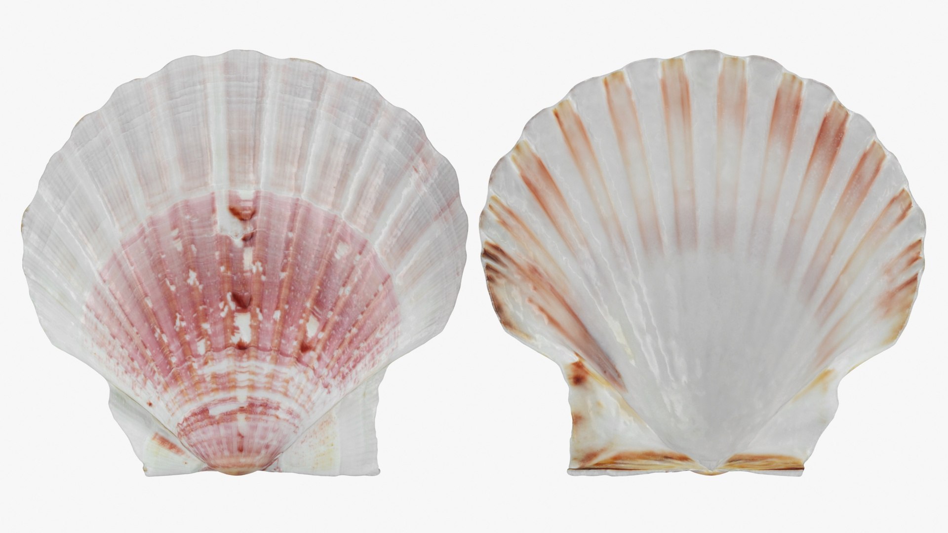 3D Clam Shell 01 Pose 2 https://p.turbosquid.com/ts-thumb/jA/SXCYBy/6u/clamshell01_b0025/jpg/1725447423/1920x1080/fit_q87/007a39f23efc8cb24cc5f8950f4b1f60e640896e/clamshell01_b0025.jpg