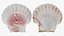 3D Clam Shell 01 Pose 2