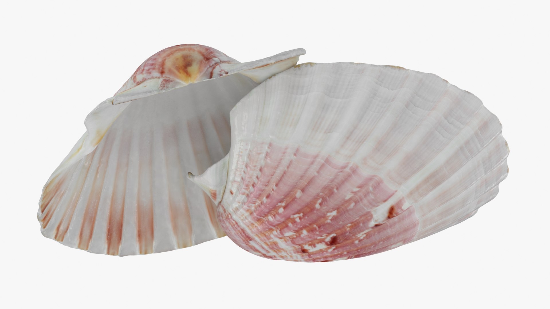 3D Clam Shell 01 Pose 2 https://p.turbosquid.com/ts-thumb/jA/SXCYBy/Db/clamshell01_b0020/jpg/1725447421/1920x1080/fit_q87/06304669f583de5fc00cb5da074eb2c3a620d2de/clamshell01_b0020.jpg