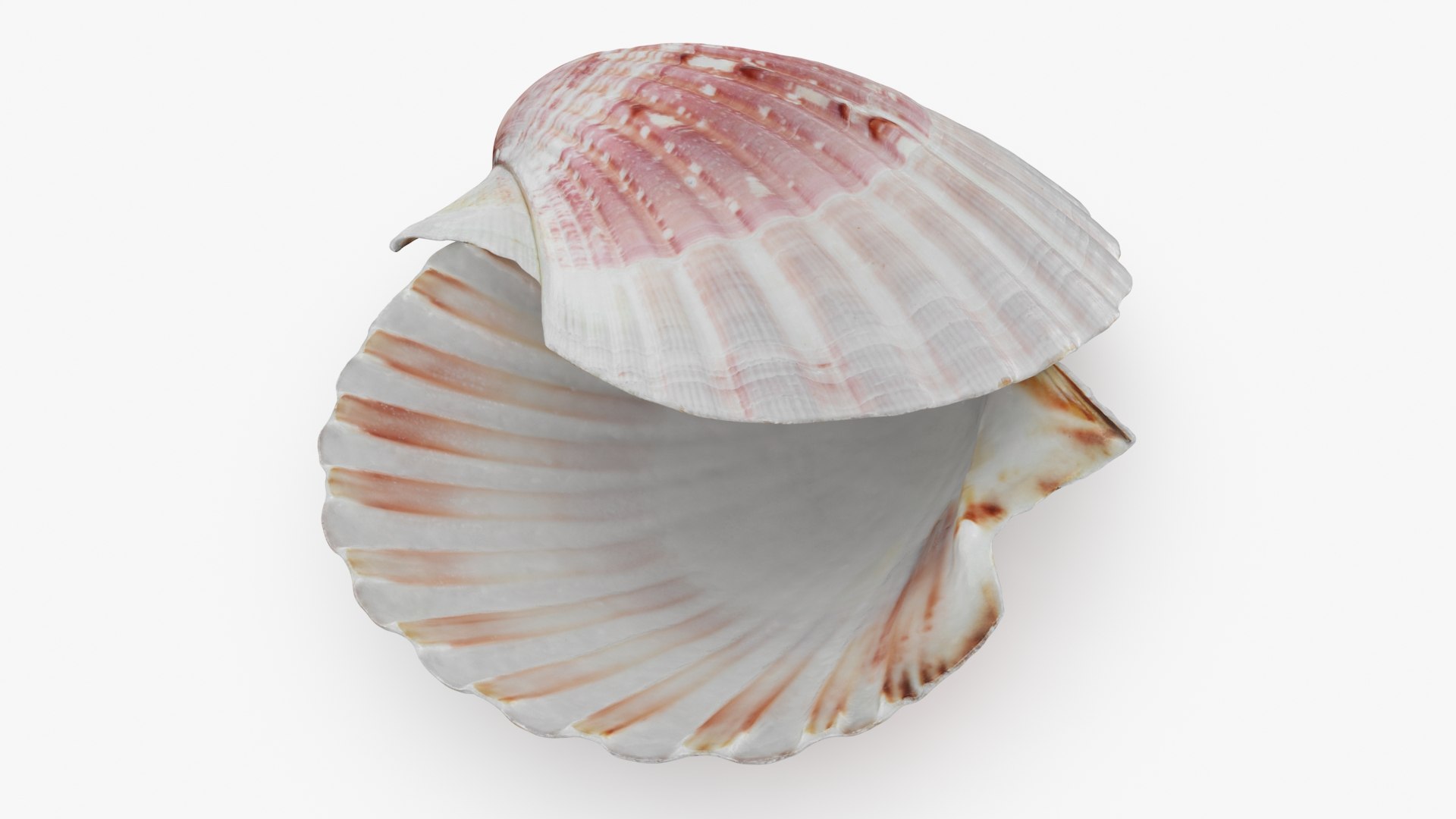 3D Clam Shell 01 Pose 2 https://p.turbosquid.com/ts-thumb/jA/SXCYBy/Dy/clamshell01_b0012/jpg/1725447419/1920x1080/fit_q87/1cb49dcce10c5b1d19155cfe31a0e703f8d0832f/clamshell01_b0012.jpg