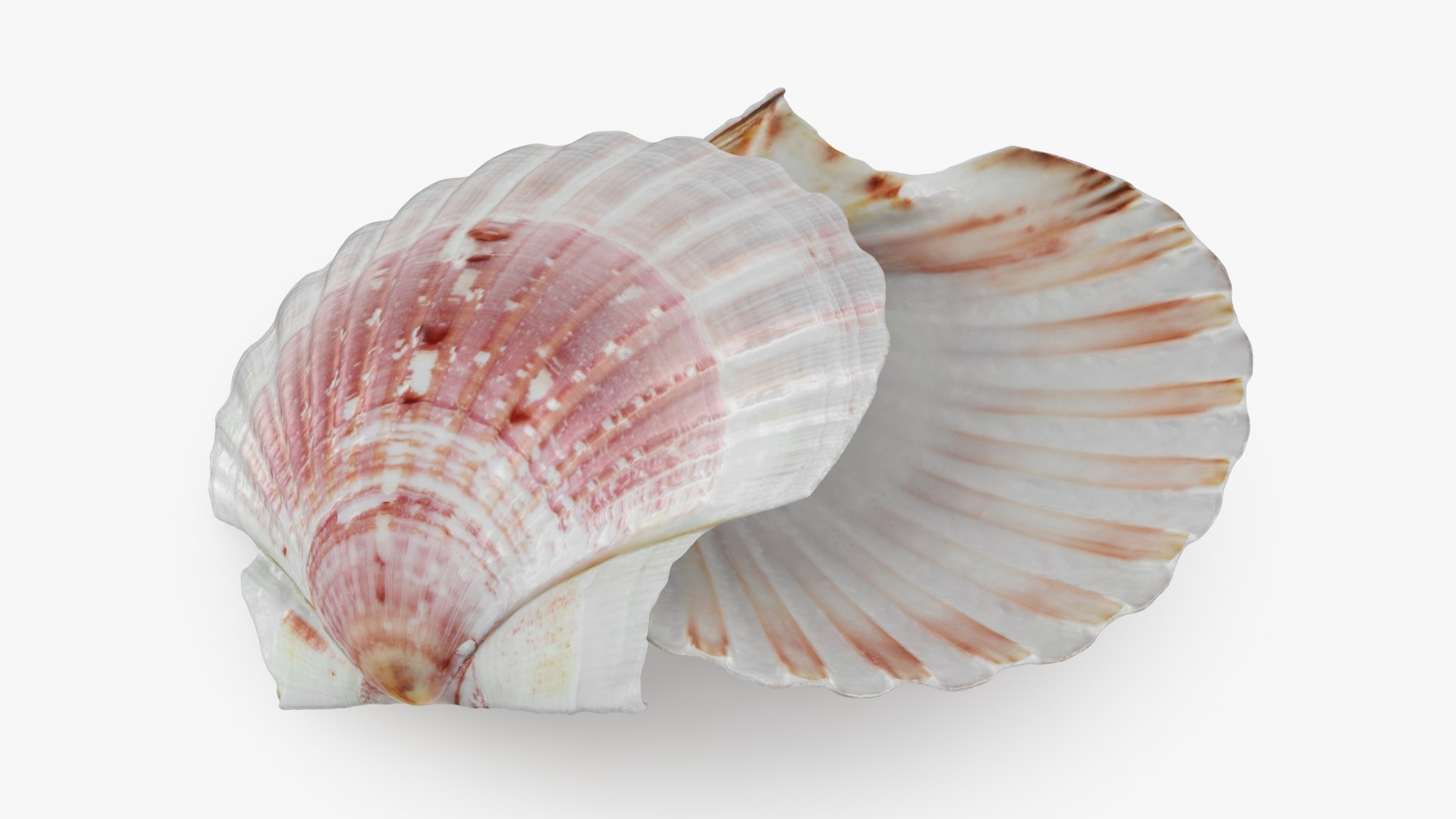 3D Clam Shell 01 Pose 2 https://p.turbosquid.com/ts-thumb/jA/SXCYBy/EB/clamshell01_b0000/jpg/1725447415/1920x1080/fit_q87/39d9bb584872c3d945cd52528d5cf147b4ae62cf/clamshell01_b0000.jpg