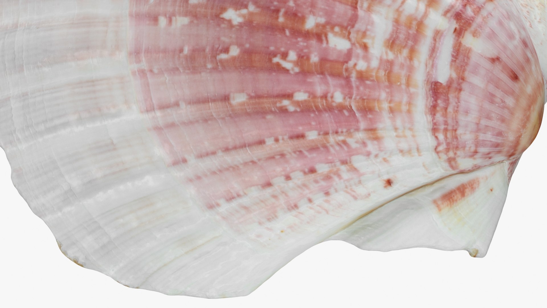 3D Clam Shell 01 Pose 2 https://p.turbosquid.com/ts-thumb/jA/SXCYBy/RG/clamshell01_b0024/jpg/1725447423/1920x1080/fit_q87/10d54735cb281a86b9563748c4f86624965cf1d3/clamshell01_b0024.jpg