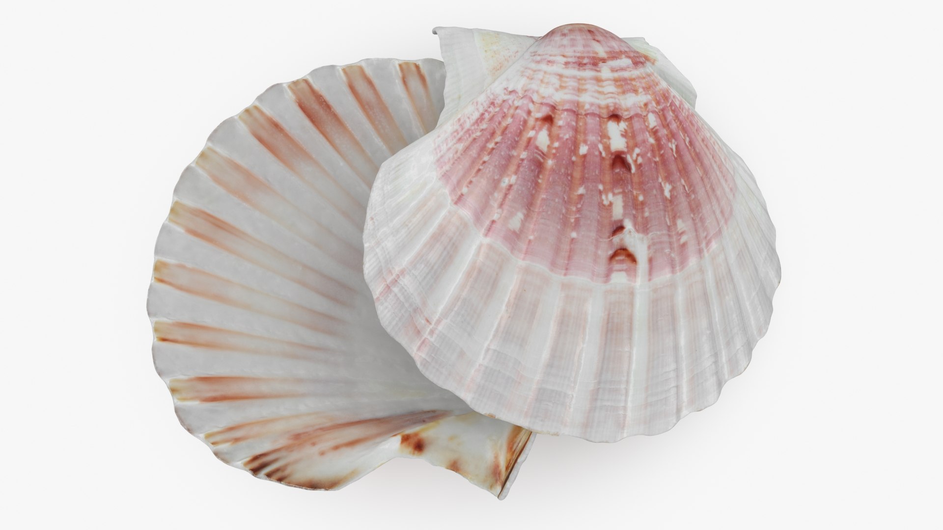 3D Clam Shell 01 Pose 2 https://p.turbosquid.com/ts-thumb/jA/SXCYBy/Rl/clamshell01_a0001/jpg/1725447414/1920x1080/fit_q87/9bc6abff6f3e76fdf21f6ec76ecf0baff196d919/clamshell01_a0001.jpg