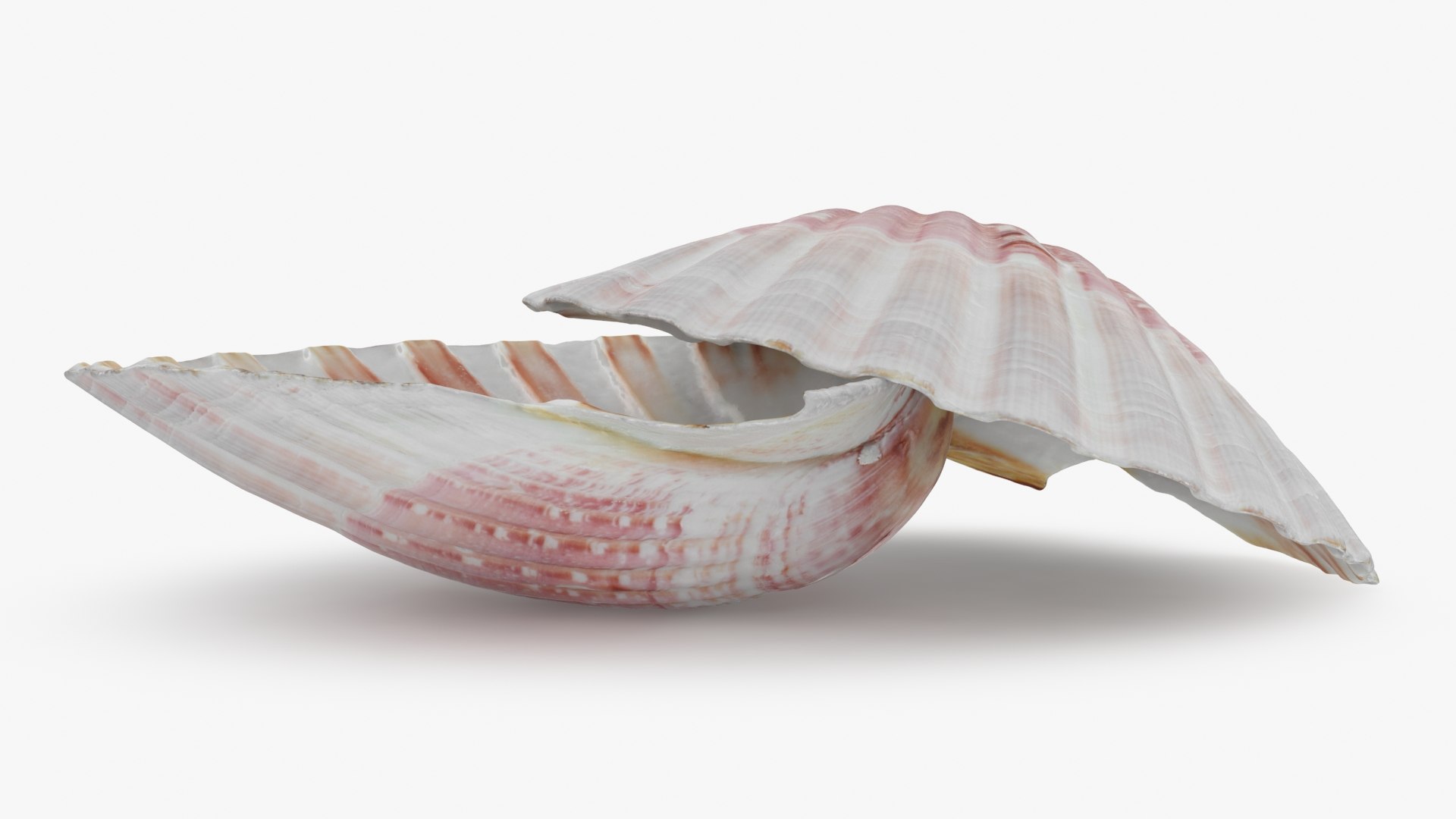 3D Clam Shell 01 Pose 2 https://p.turbosquid.com/ts-thumb/jA/SXCYBy/bF/clamshell01_b0002/jpg/1725447416/1920x1080/fit_q87/388d481430eb6ac017ba7953e9fc72f76bce5dfa/clamshell01_b0002.jpg