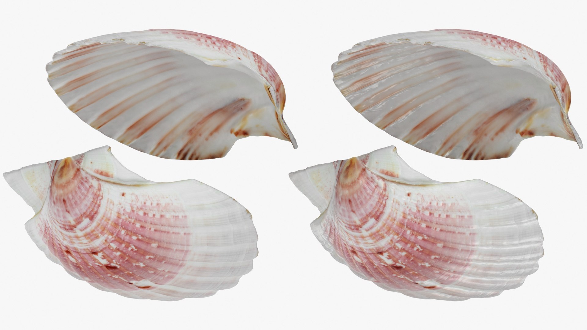 3D Clam Shell 01 Pose 2 https://p.turbosquid.com/ts-thumb/jA/SXCYBy/fy/clamshell01_b0026/jpg/1725447424/1920x1080/fit_q87/93afa63e92b4980a1e79a0ed1e9a255b943a6fc8/clamshell01_b0026.jpg