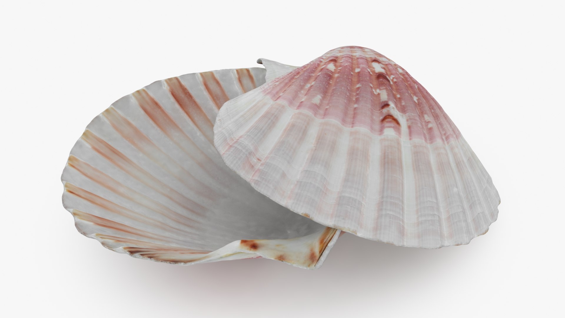 3D Clam Shell 01 Pose 2 - TurboSquid 2227629