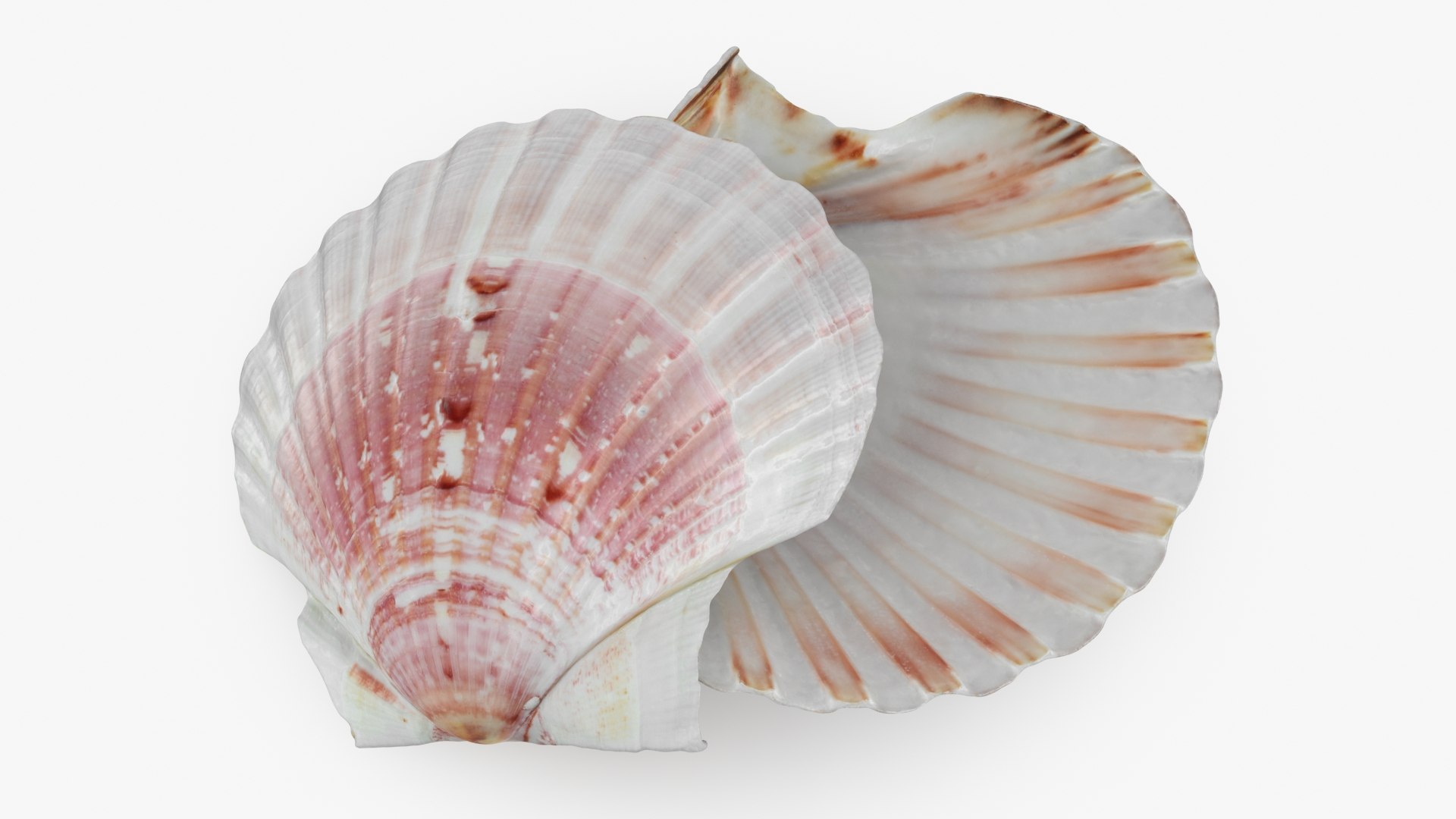 3D Clam Shell 01 Pose 2 https://p.turbosquid.com/ts-thumb/jA/SXCYBy/qi/clamshell01_b0018/jpg/1725447420/1920x1080/fit_q87/f3f088dcd1c87608219d9f5c8de7b6503ebfb793/clamshell01_b0018.jpg