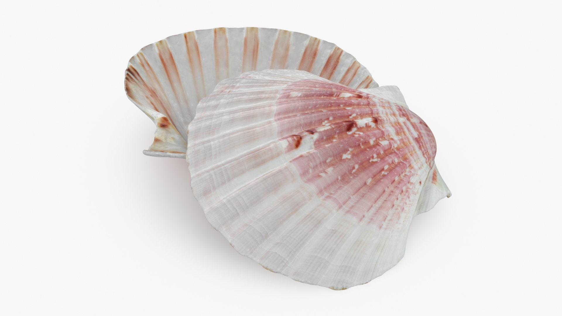 3D Clam Shell 01 Pose 2 https://p.turbosquid.com/ts-thumb/jA/SXCYBy/sA/clamshell01/jpg/1725447209/1920x1080/turn_fit_q99/7b9dc874dd5da044f5a069888d4cbd10ece1112a/clamshell01-1.jpg
