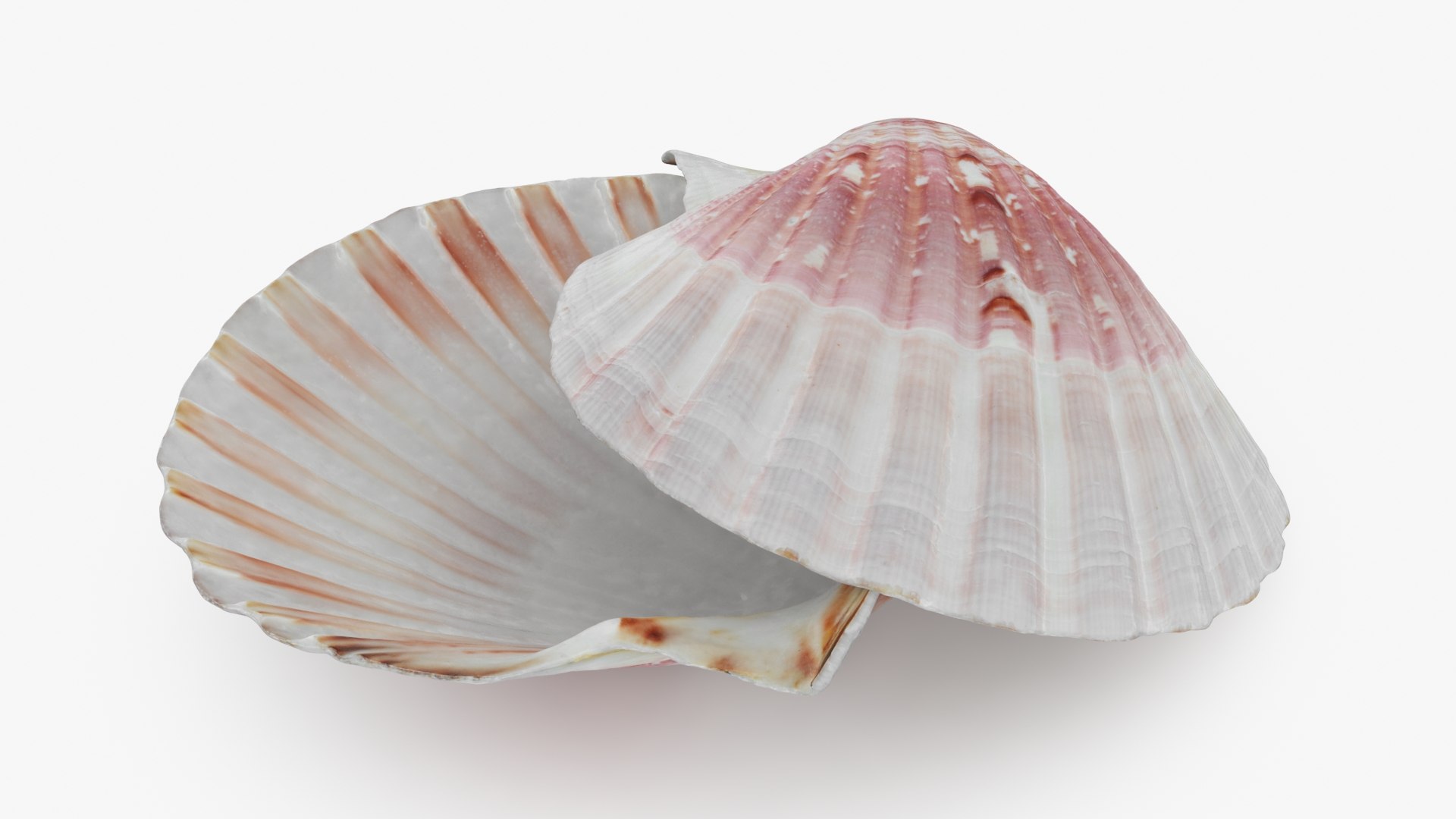 3D Clam Shell 01 Pose 2 https://p.turbosquid.com/ts-thumb/jA/SXCYBy/y3/clamshell01_b0008/jpg/1725447418/1920x1080/fit_q87/b3b1ed0f76aa46b05ccce6c6f89e86d7891135ed/clamshell01_b0008.jpg