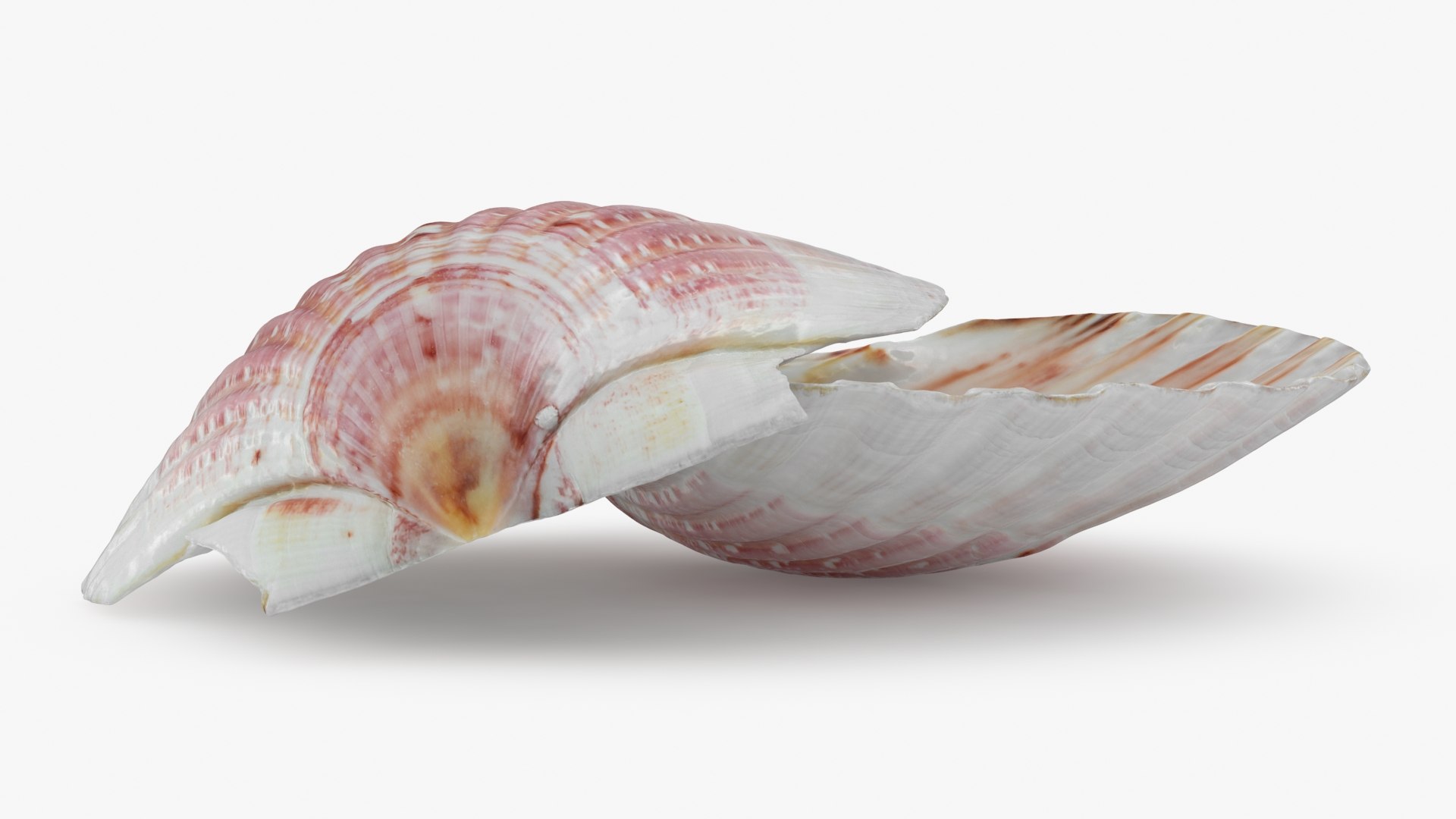 3D Clam Shell 01 Pose 2 https://p.turbosquid.com/ts-thumb/jA/SXCYBy/yY/clamshell01_b0014/jpg/1725447422/1920x1080/fit_q87/42f22b3d5fb6cfc1dd331aef78f979e008044424/clamshell01_b0014.jpg