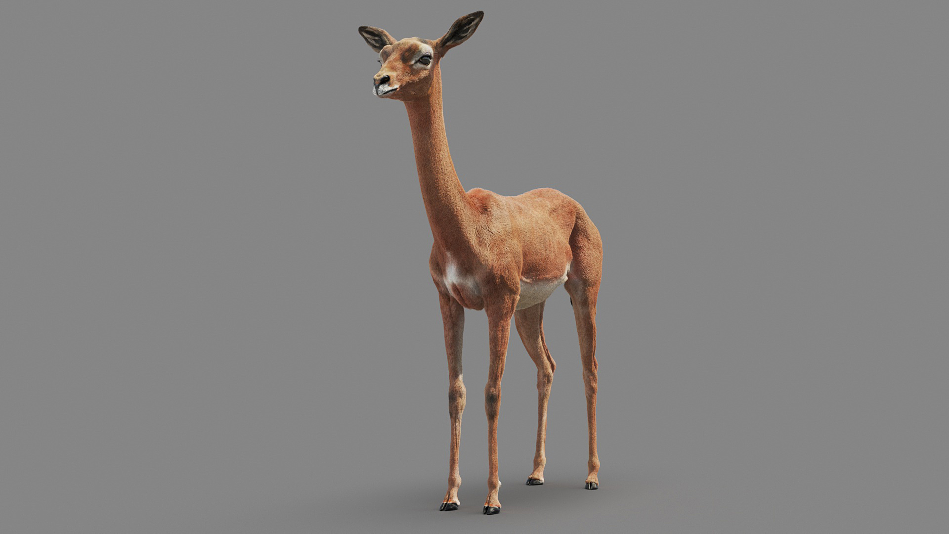 Wild Animals 3D model https://p.turbosquid.com/ts-thumb/jA/UH30ei/MY/m/jpg/1607617977/1920x1080/turn_fit_q99/f15f50bf6995b245b5263454f01855a55427adc4/m-1.jpg