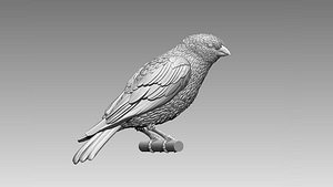 3D bird model