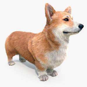 3D model Pembroke Welsh Corgi Dog Fur for Maya