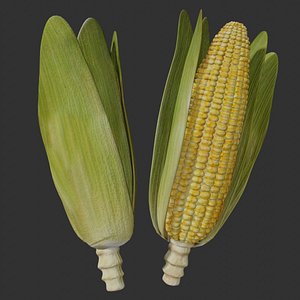 Corn model