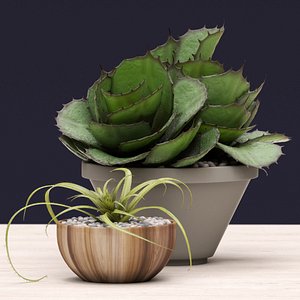 succulent agave 3d obj