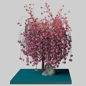 3D weeping rock cherry model