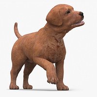Brown Labrador Retriever Puppy Rigged for Cinema 4D