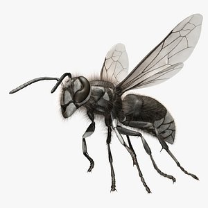 Dolichovespula Maculata "Bald-faced Hornet"