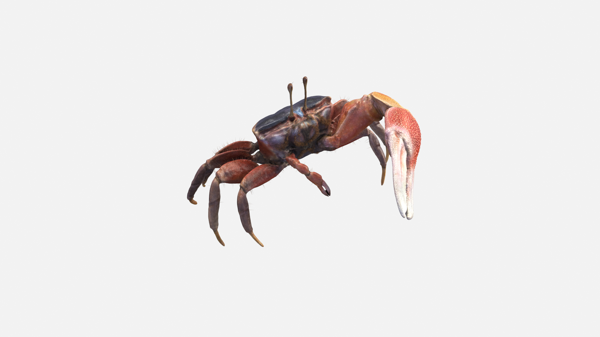 Male Fiddler Crab Rigged and Animated 3D https://p.turbosquid.com/ts-thumb/jC/0sVNtR/5t/male_fiddler_crab_tt/png/1660840264/1920x1080/turn_fit_q99/6751c4bd2be9f78ca9a4129ada232b5481f238f5/male_fiddler_crab_tt-1.jpg