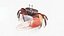 Male Fiddler Crab Rigged and Animated