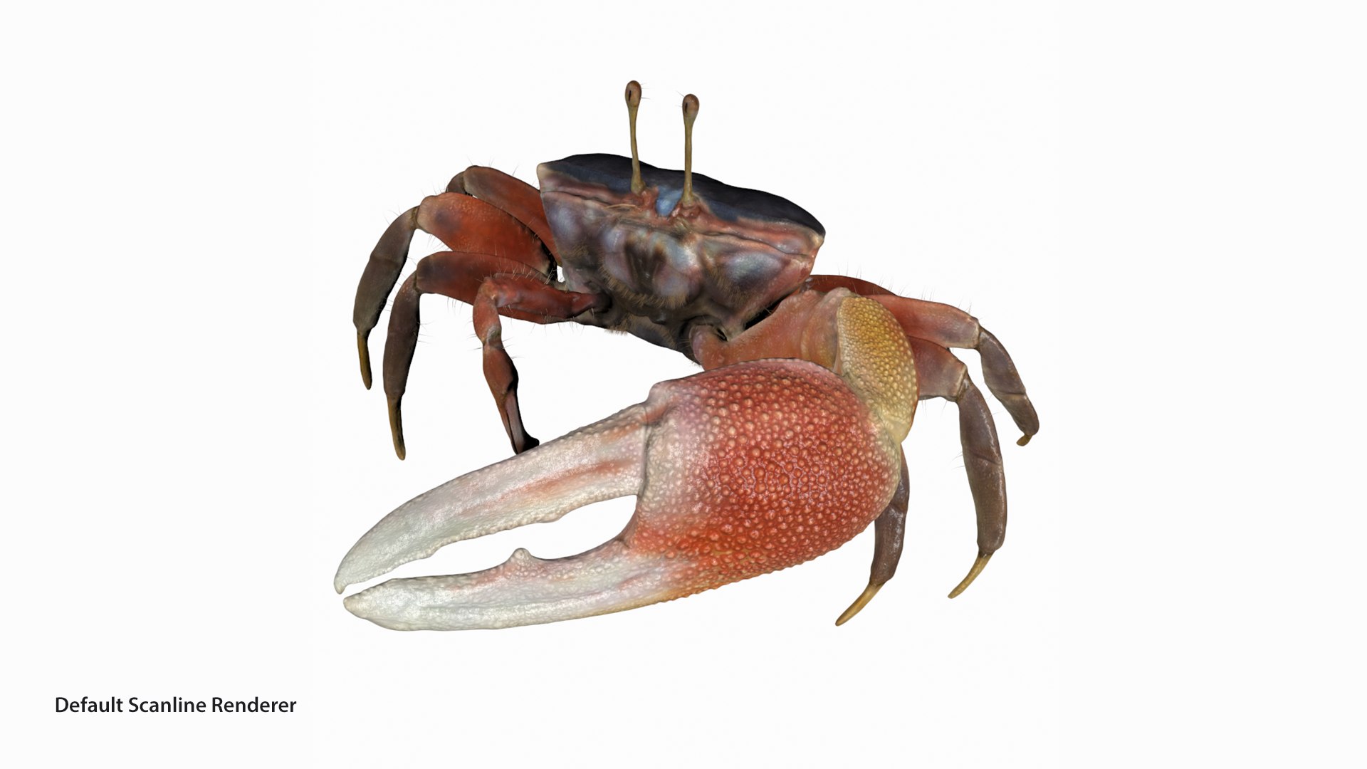 Male Fiddler Crab Rigged and Animated 3D https://p.turbosquid.com/ts-thumb/jC/0sVNtR/Eh/male_fiddler_crab_ds/png/1660832049/1920x1080/fit_q87/ffbf6d7e7a1086061804099f5501262004234c5b/male_fiddler_crab_ds.jpg