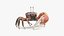 Male Fiddler Crab Rigged and Animated