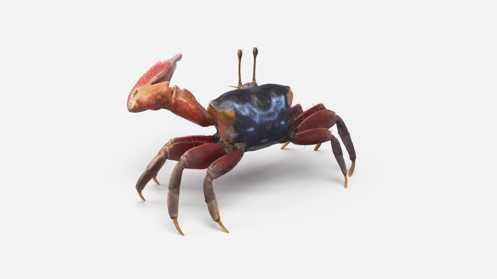 Male Fiddler Crab Rigged and Animated 3D https://p.turbosquid.com/ts-thumb/jC/0sVNtR/Y4/male_fiddler_crab_cam06/png/1660832045/1920x1080/fit_q87/4038bfee1b413365dd8663f69fb7d29fac3e2d3d/male_fiddler_crab_cam06.jpg