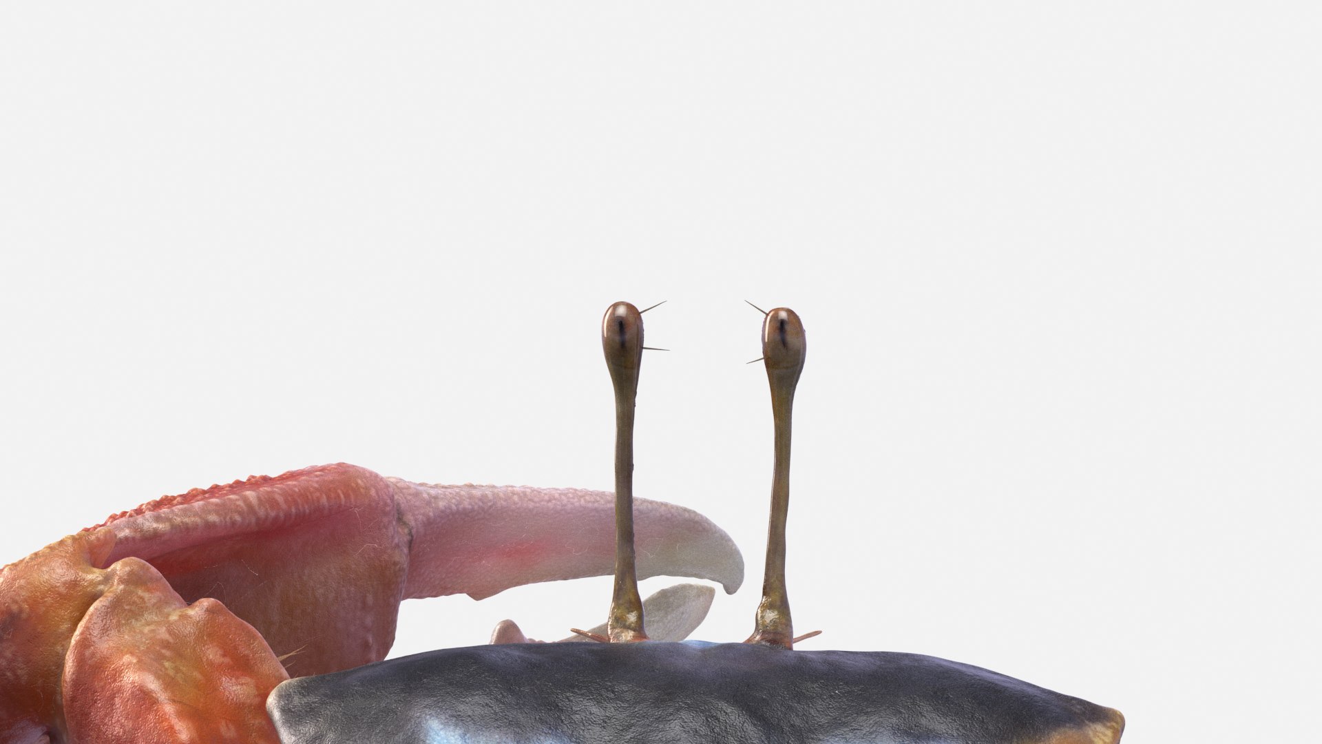 Male Fiddler Crab Rigged and Animated 3D https://p.turbosquid.com/ts-thumb/jC/0sVNtR/im/male_fiddler_crab_camfree01/png/1660832046/1920x1080/fit_q87/b7bbf3a0d0b0c92b8b4e57d44e01ed838cffecb7/male_fiddler_crab_camfree01.jpg