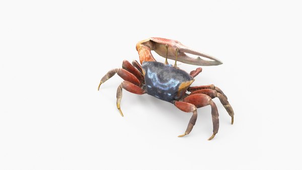 Male Fiddler Crab Rigged and Animated Modelo 3D - TurboSquid 1945656