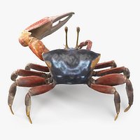 Male Fiddler Crab Rigged and Animated