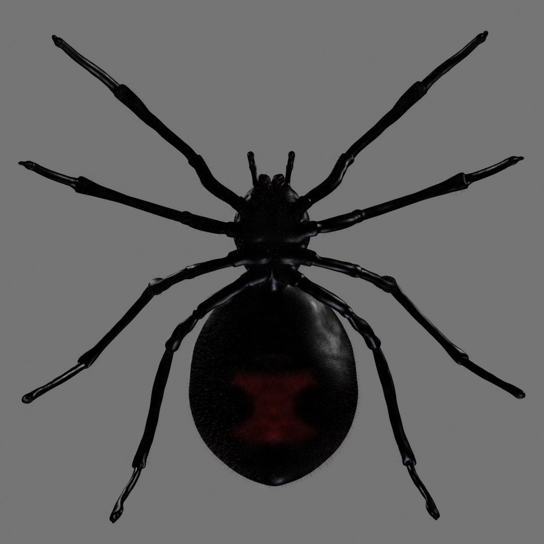 Red Spider Animation 3D Model - TurboSquid 1418667