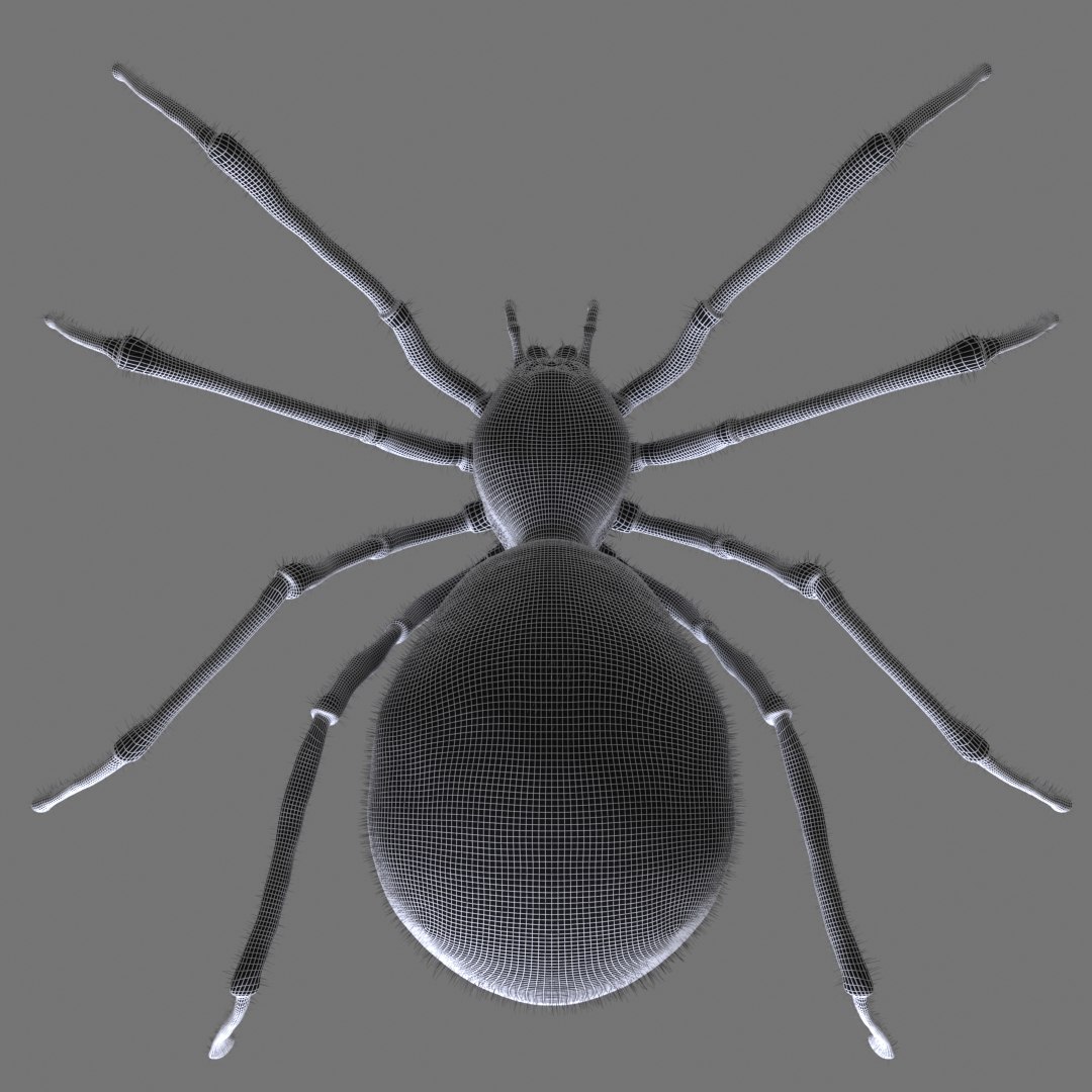 Red Spider Animation 3D Model - TurboSquid 1418667