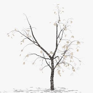 quince winter hight 3D model