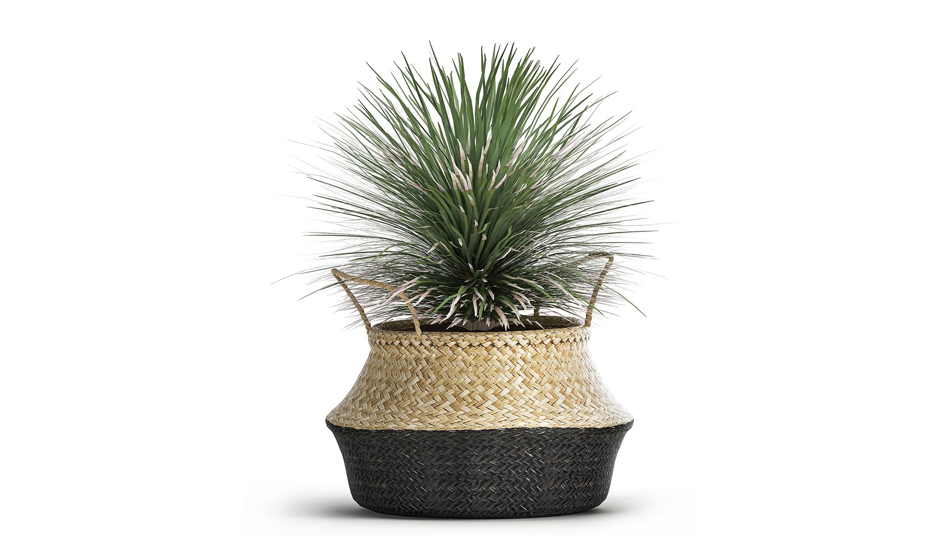 Yucca rostrata in a flowerpot for the interior 1015 3D model https://p.turbosquid.com/ts-thumb/jC/DxULbM/2H/1yucca0207202103/jpg/1625322900/1920x1080/fit_q87/375c0cf1f2378571bebc662a079f51f260810eaa/1yucca0207202103.jpg