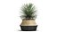 Yucca rostrata w doniczce do wnętrza 1015