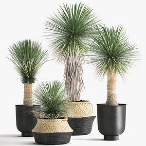 Yucca rostrata in a flowerpot for the interior 1015 3D model