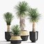 Yucca rostrata w doniczce do wnętrza 1015