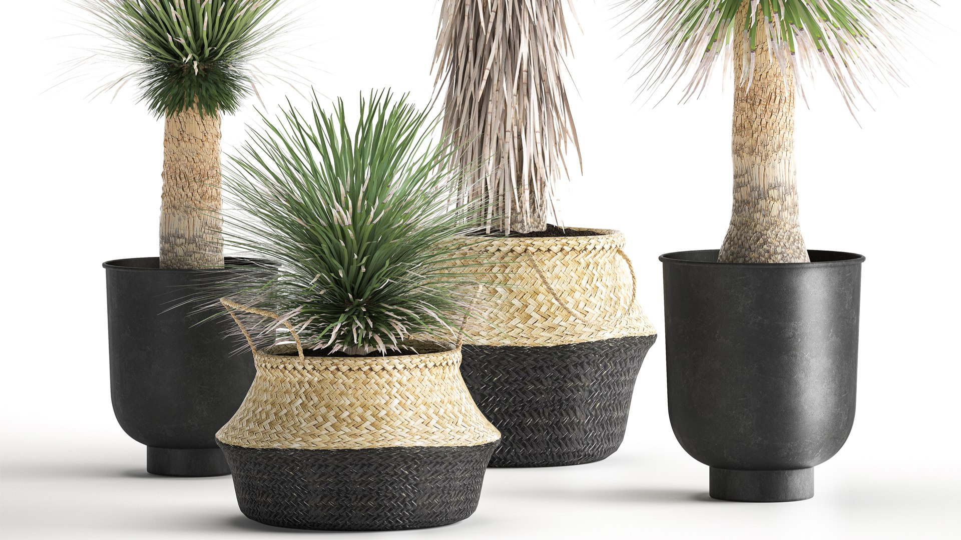 Yucca rostrata in a flowerpot for the interior 1015 3D model https://p.turbosquid.com/ts-thumb/jC/DxULbM/Fy/1yucca0207202105/jpg/1625322902/1920x1080/fit_q87/73fd1e6a39bda6f1a37e72e5c2ddfc0a4a23c931/1yucca0207202105.jpg