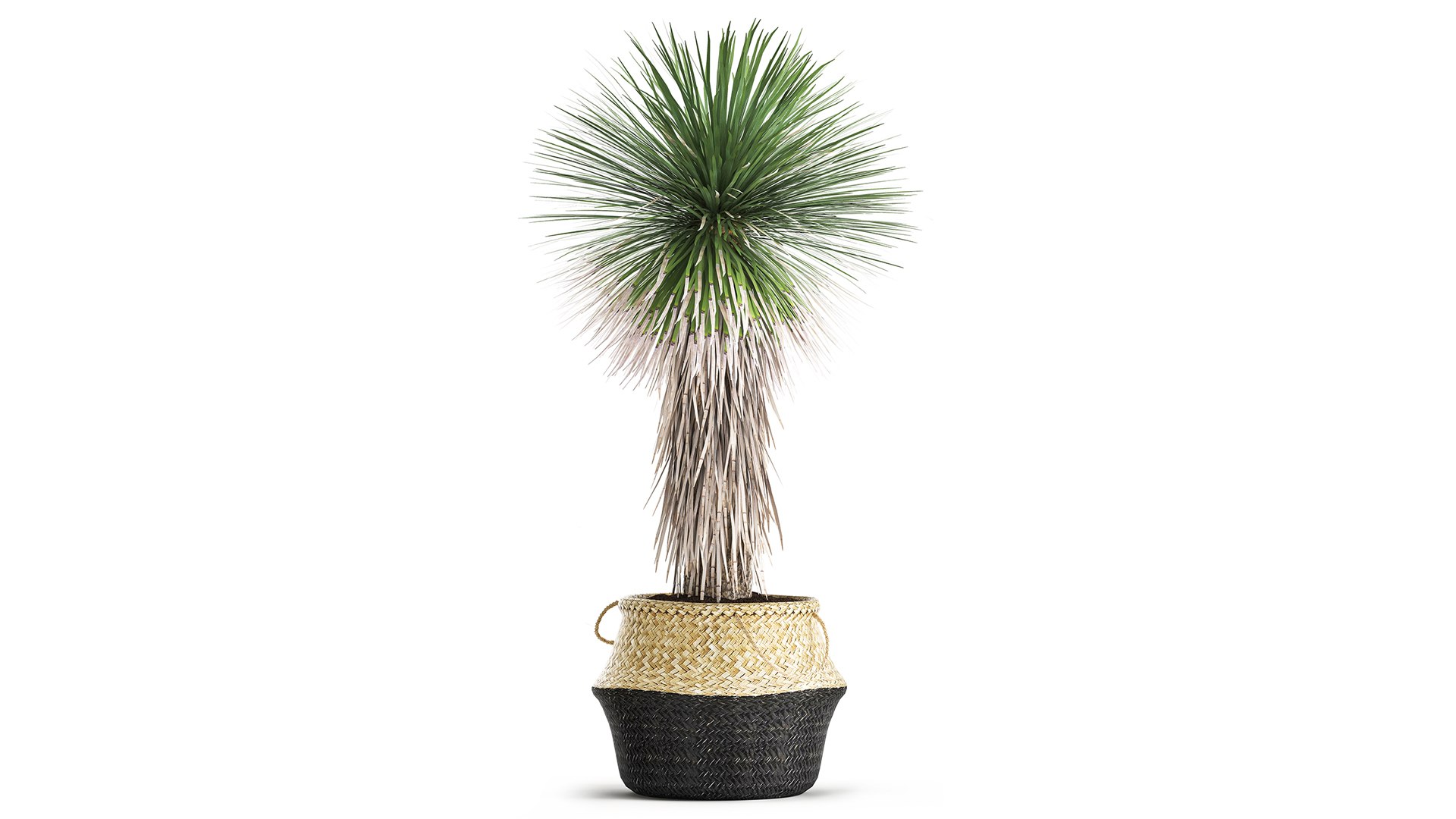 Yucca rostrata in a flowerpot for the interior 1015 3D model https://p.turbosquid.com/ts-thumb/jC/DxULbM/JA/1yucca0207202104/jpg/1625322901/1920x1080/fit_q87/0bc620f03993546f6552a0bcbe7841570feb94c6/1yucca0207202104.jpg