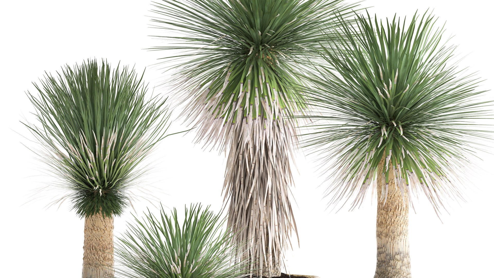 Yucca Rostrata In A Flowerpot For The Interior 1015 3D Model ...