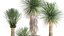 Yucca rostrata w doniczce do wnętrza 1015