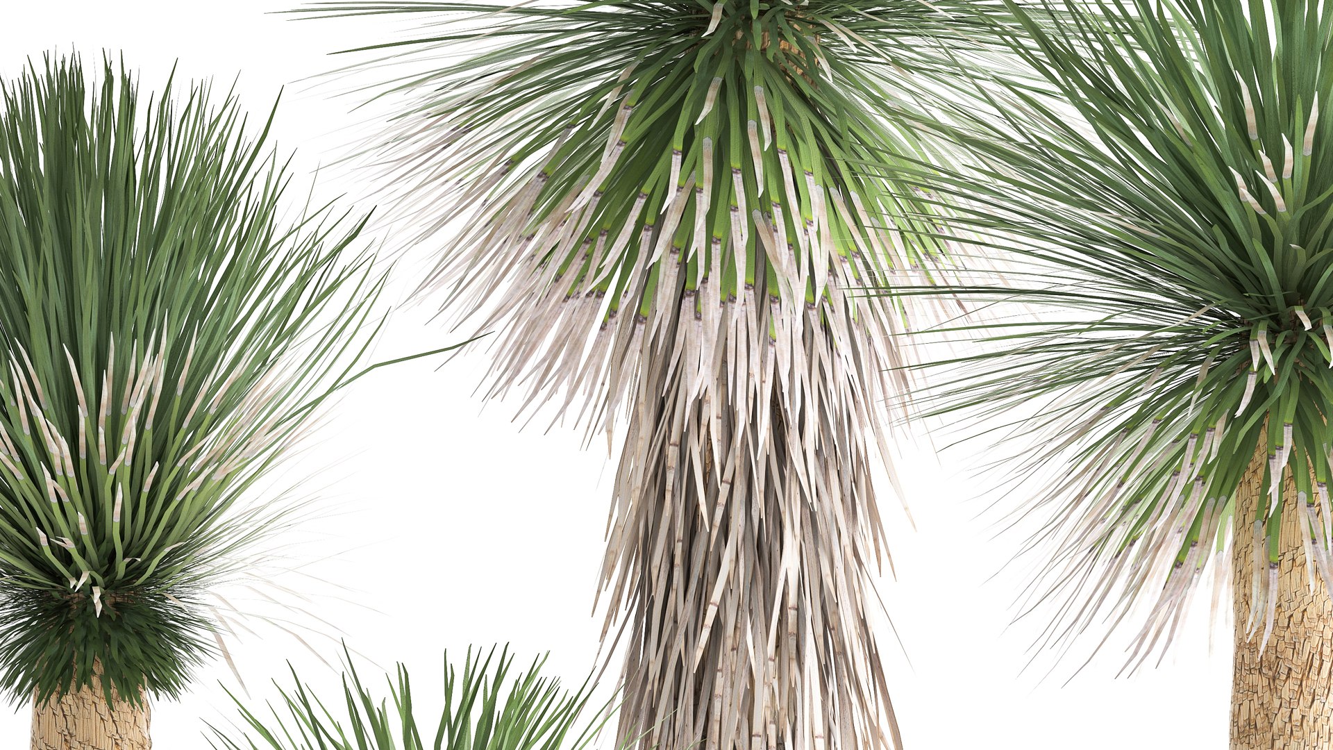 Yucca rostrata in a flowerpot for the interior 1015 3D model https://p.turbosquid.com/ts-thumb/jC/DxULbM/Sp/1yucca0207202107/jpg/1625322903/1920x1080/fit_q87/ea4a918b7c409a3bc57c56554efbd5822d4419c6/1yucca0207202107.jpg